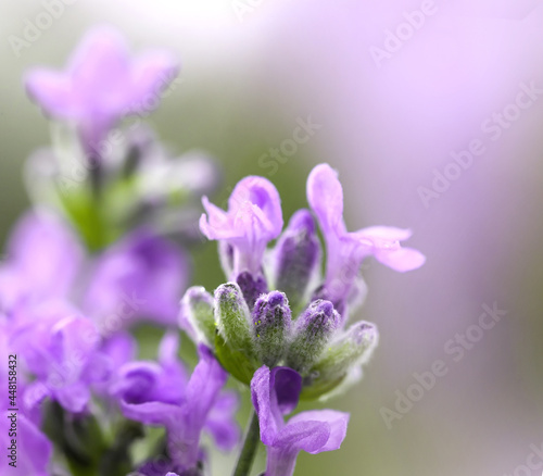 Blooming Lavender flowers close up. Shallow DOF