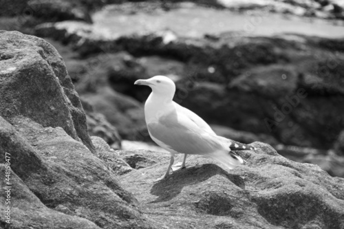 Mouette