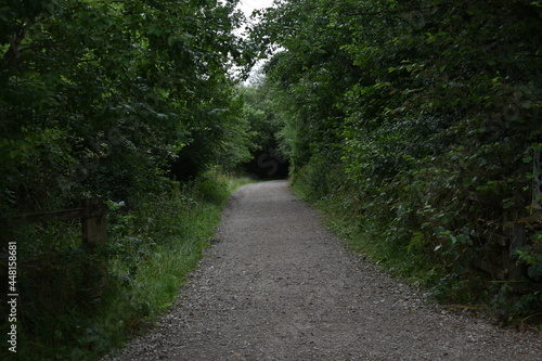 gravel footpath surrounded by trees