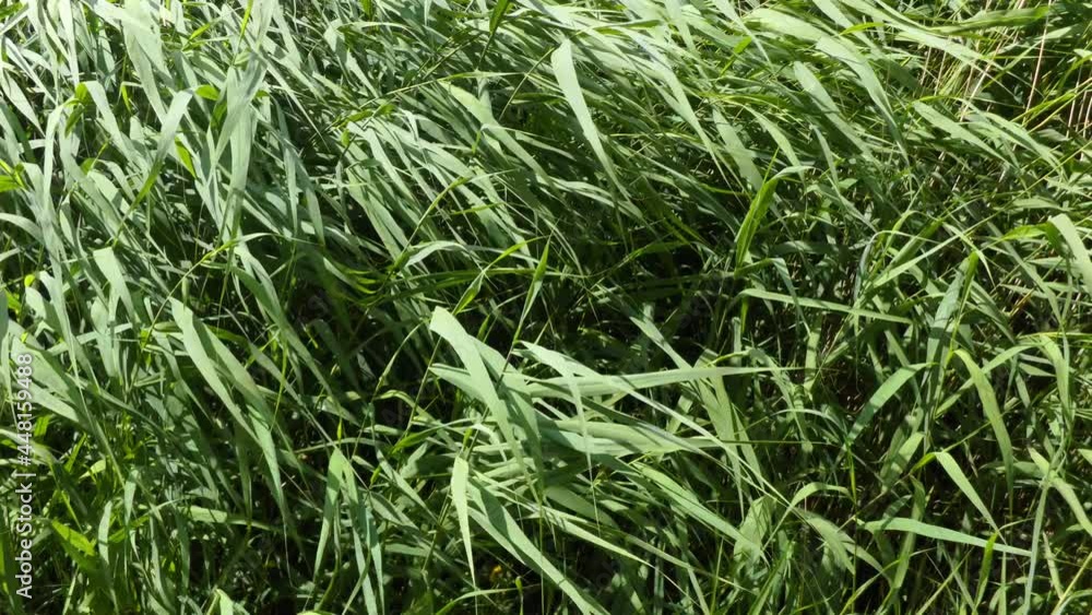 Wind blowing riverside bull rush tall grass with natural sound Wind blowing riverside bull rush tall grass with natural sound