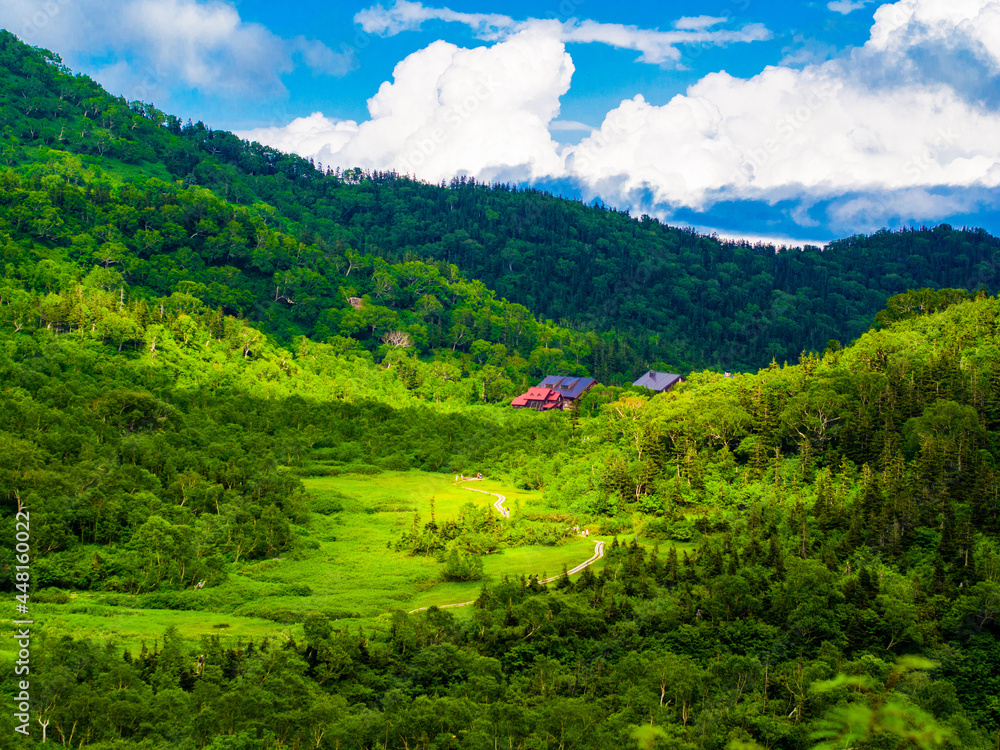 Fototapeta premium 夏の栂池高原