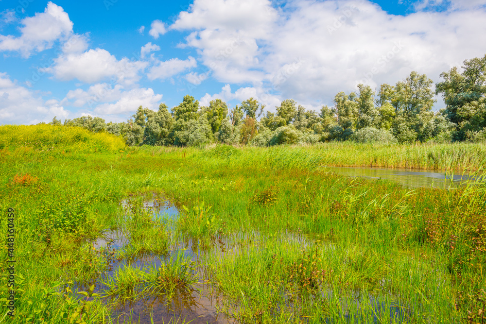 Obraz premium Colorful wild flowers in a field along a lake in wetland waving in the wind in bright sunlight below a blue white cloudy sky in summer, Almere, Flevoland, Netherlands, July 29, 2021