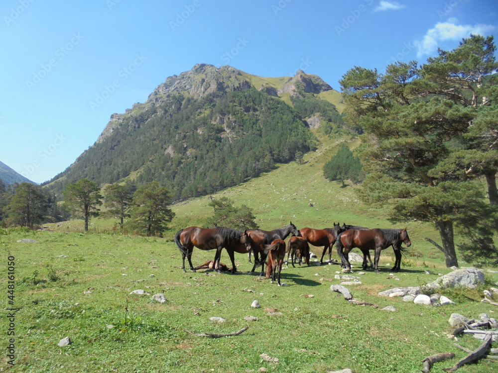 The Caucasus is Russia. Horses at the foot of Mount Bikaus.