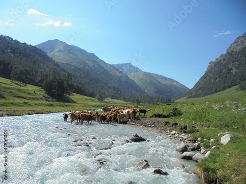 The Caucasus is Russia. Ecofarm on Marka river altitude up 2000 meters. Clear breathe in my heart. GPS 43:29:25-41:34:42 photo