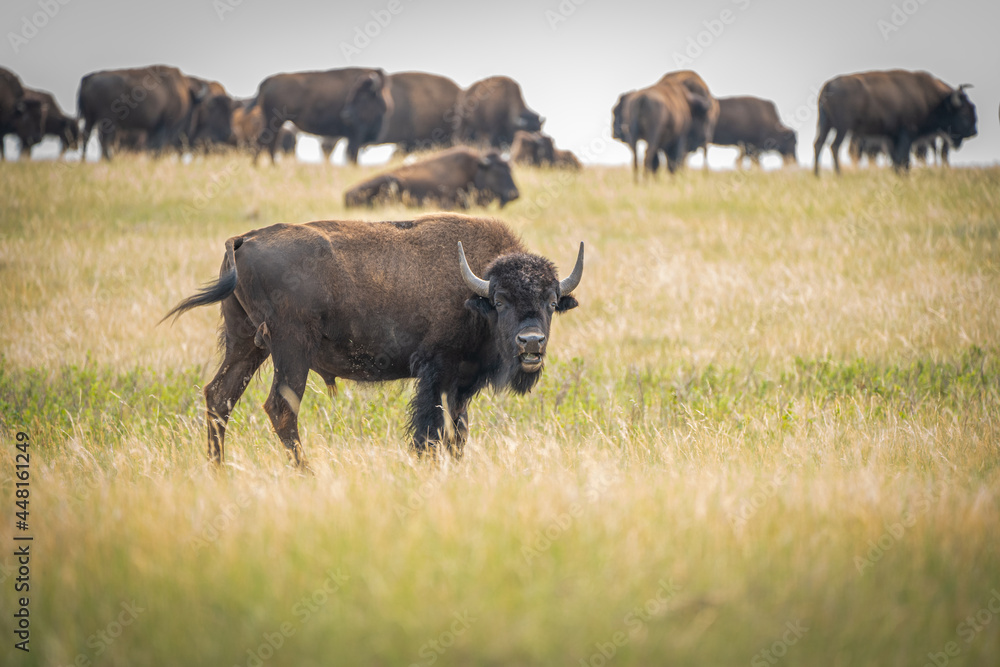 wild buffalo in the field