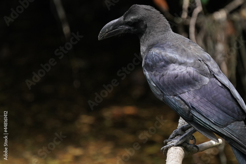 crow on the branch