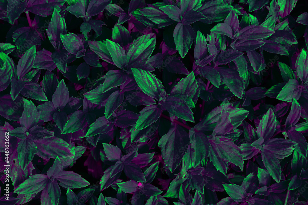 Leaf texture abstract background, green violet vibrant color, neon flourecent.