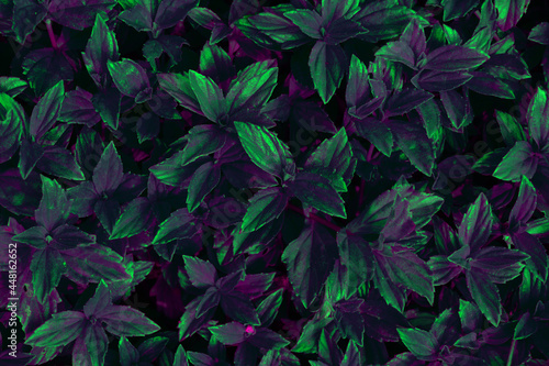 Leaf texture abstract background  green violet vibrant color  neon flourecent.