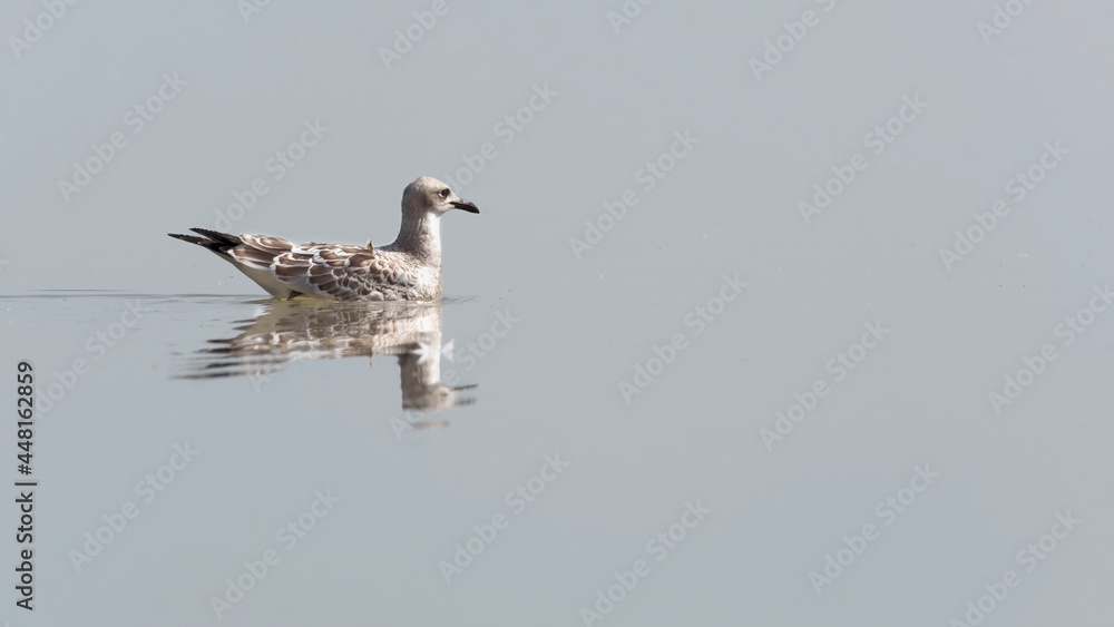 bird, wasser, möve, natur, meer, tier, gull, wild lebende tiere, beach, see, ozean, bird, wasser, möve, natur, meer, tier, gull, wild lebende tiere, beach, see, ozean,