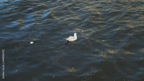 Endangered seagull floating above the surface of contaminated water. earth inhabitants managed to destroy environment. polluted river, lake, pond, sea, ocean. animals extinction, spelled fossil fuel