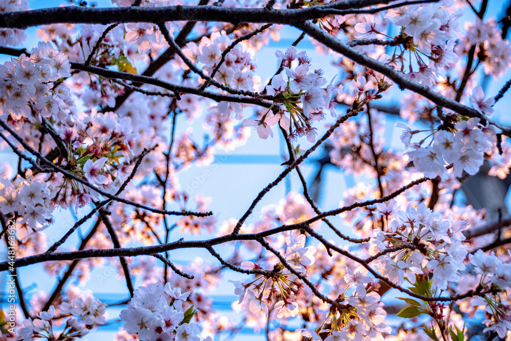cherry blossom in spring cherry blossom in spring