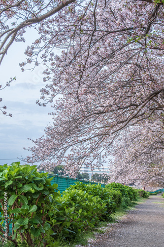 spring in the park