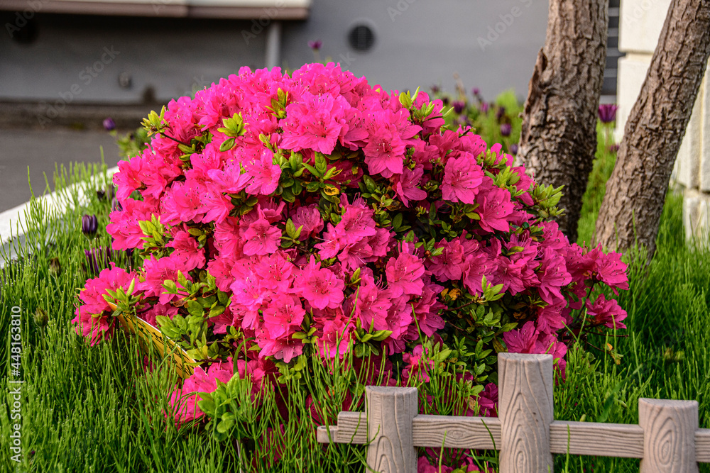 Fototapeta premium pink flowers on a fence