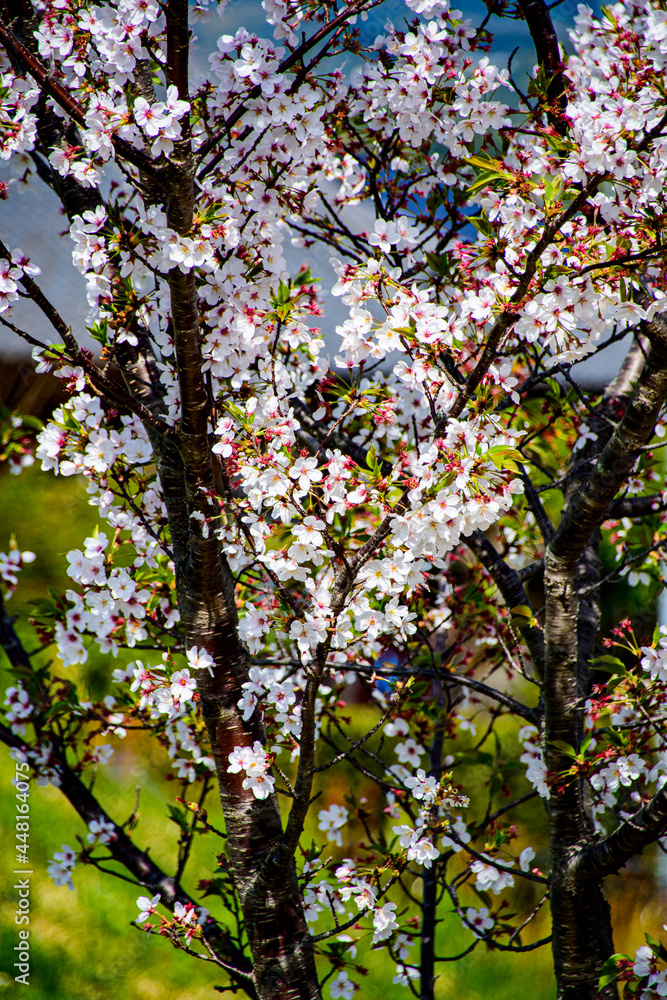 pink cherry blossom