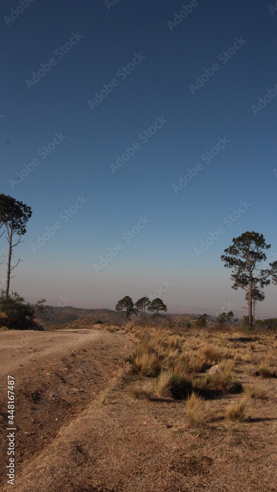 Obraz premium road on the mountains, landscape with trees and a blue sky