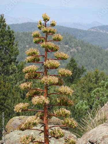 Agave in the forest cactus blooming