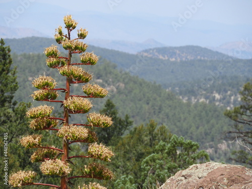 Agave and mountains