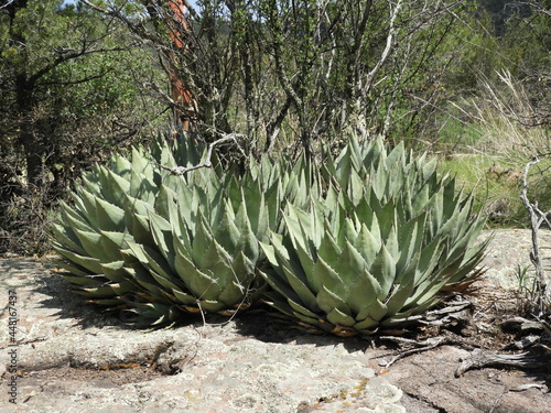 Agave
