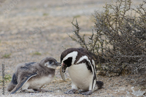 dad and son, penguin feeding
