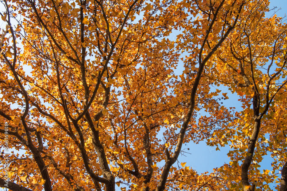 beautiful autumn yellow leaves on a tree beautiful autumn yellow leaves on a tree