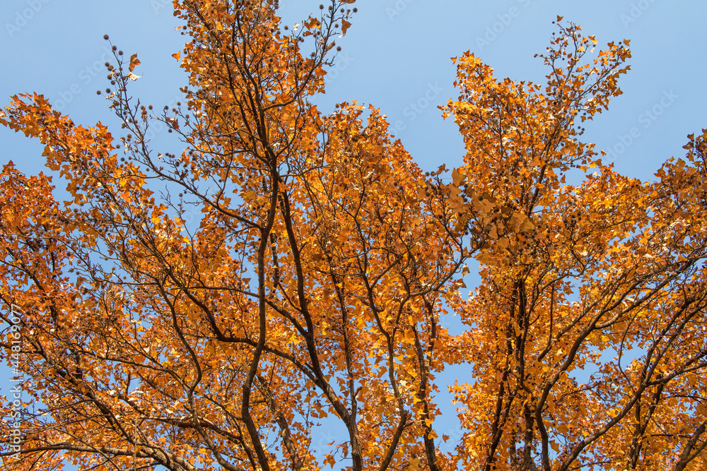 beautiful autumn yellow leaves on a tree beautiful autumn yellow leaves on a tree