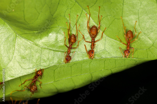 Close up red ant is stay on fresh stick tree. The red ant is work group bug animal photo