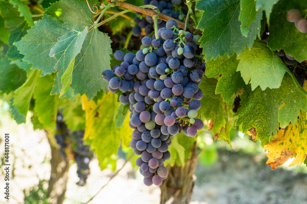 Close up vine grape in champagne vineyards at montagne de reims