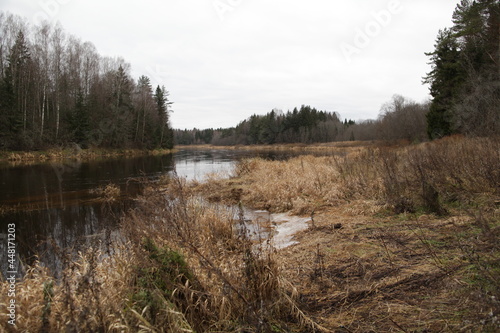 lake in the forest