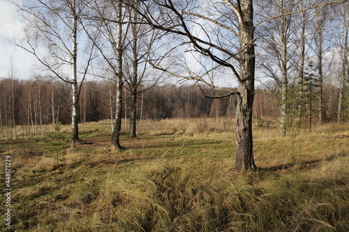 trees in the forest