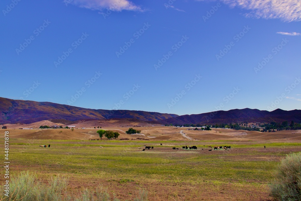 Fototapeta premium Farm Landscape With Cows and Mountain Background