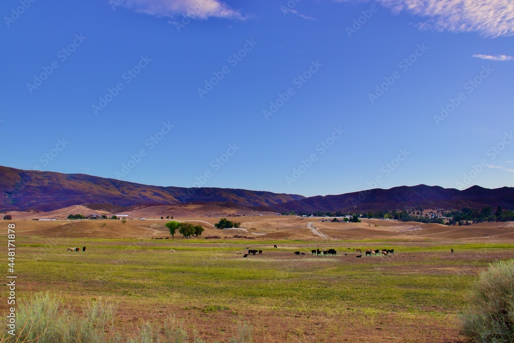 Farm Landscape With Cows and Mountain Background