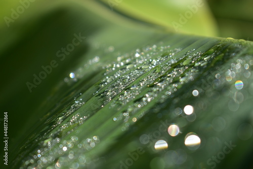 close-up of raindrops on banana leaf in dappled sunlight