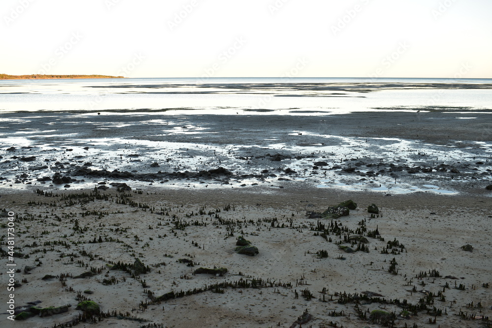 mangrove pneumatophores form a pattern in sand in the intertidal zone