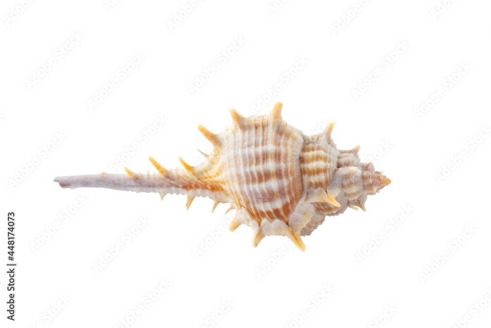 Thorn conch seashell on a white background. Thorn conch seashell on a white background.