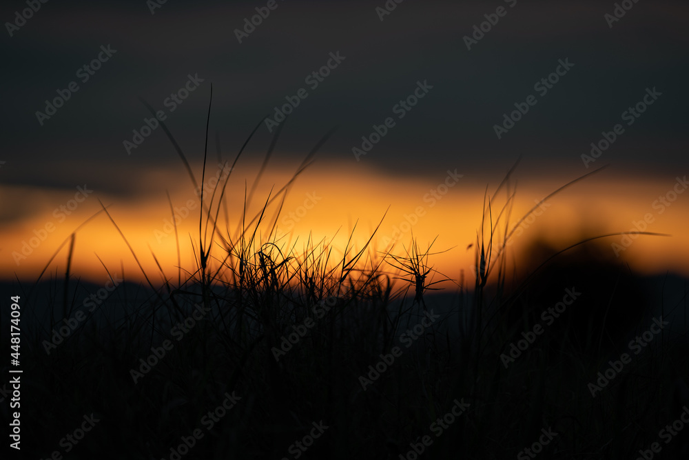 Silhouette grass flower in the orange sunset sky at the evening time for warm background.