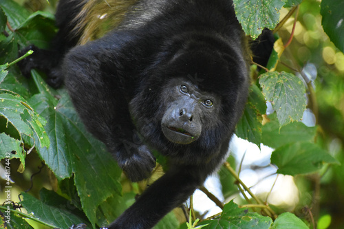 White-Faced Capuchin in Costa Rica