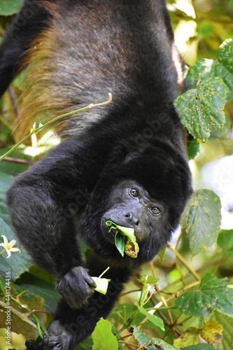 White-Faced Capuchin in Costa Rica