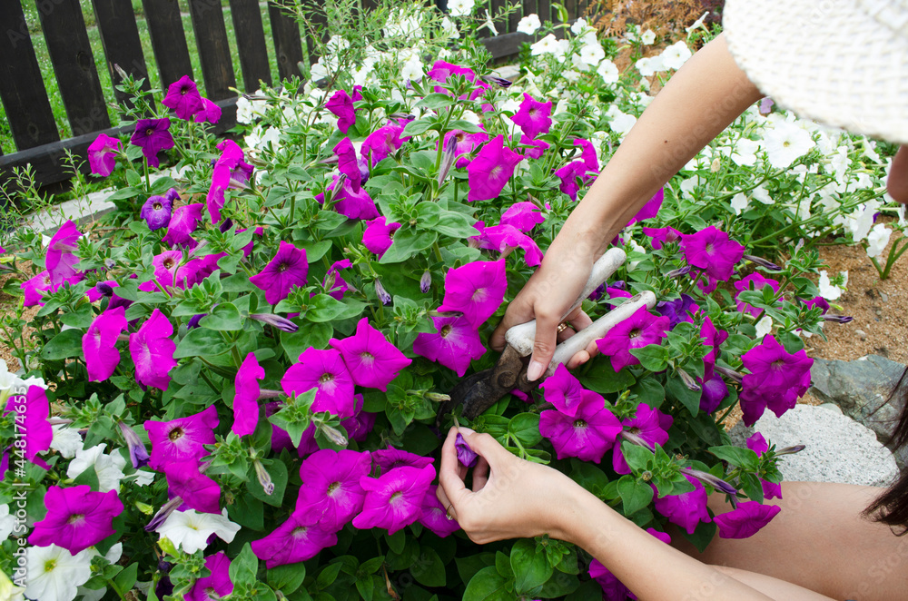 female hands are cutting petunia flowers in the garden female hands are cutting petunia flowers in the garden