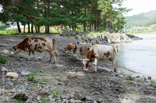 the cows came to the watering hole © zozo