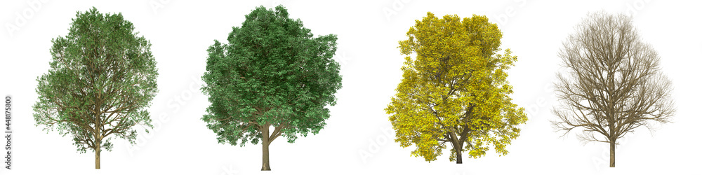 Green trees isolated on white background. Sycamore maple tree matures ...