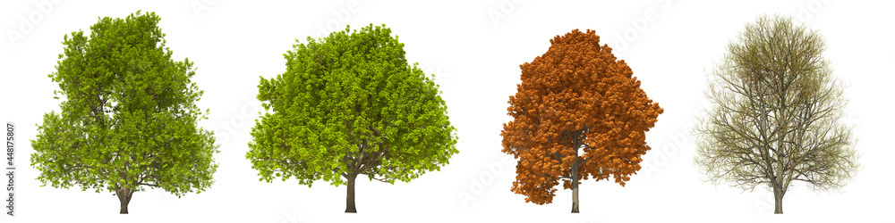 Green trees isolated on white background. Sugar maple tree matures in all seasons. Acer saccharum tree isolated with clipping path 3D illustration Green trees isolated on white background. Sugar maple tree matures in all seasons. Acer saccharum tree isolated with clipping path 3D illustration