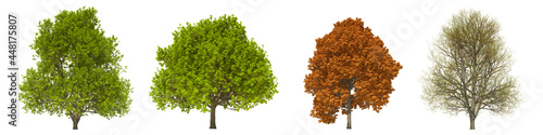 Green trees isolated on white background. Sugar maple tree matures in all seasons. Acer saccharum tree isolated with clipping path 3D illustration