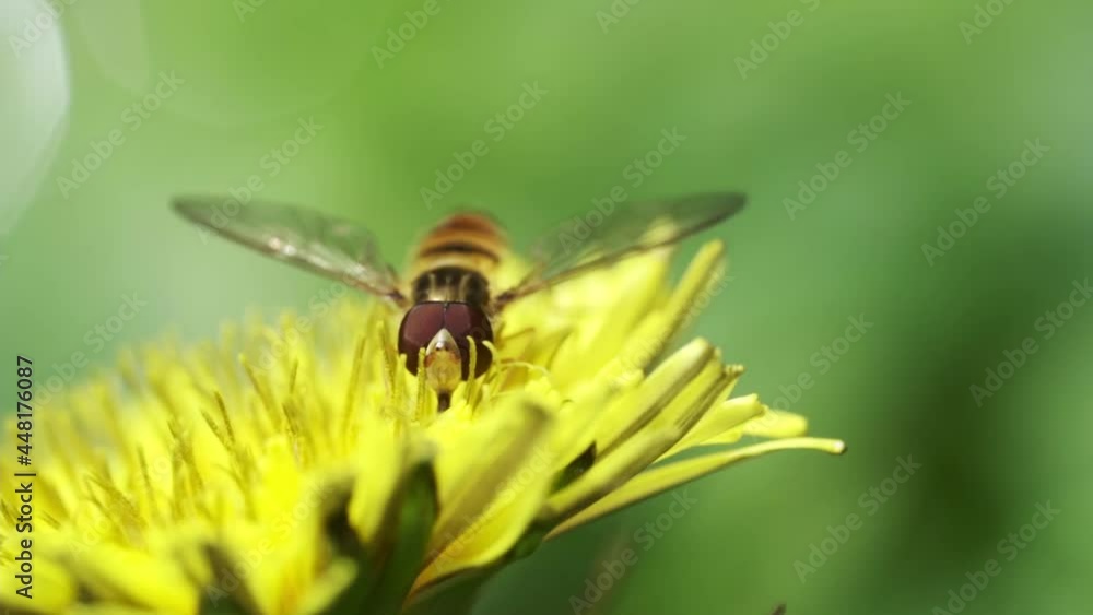 Hover fly flying in front of dandelion over pond - slow motion 100fps to 25fps - yellow flower - green background over water - Part 7 Hover fly flying in front of dandelion over pond - slow motion 100fps to 25fps - yellow flower - green background over water - Part 7