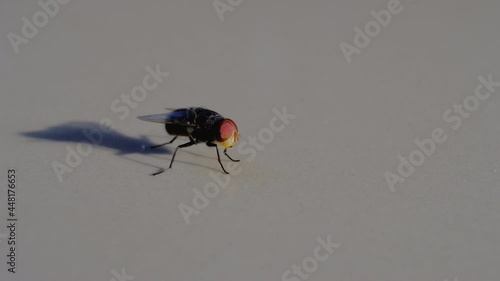 Grey house fly.  Insect fly macro on floor.
