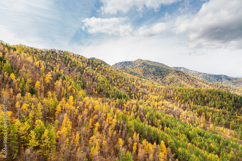 Beautiful view of colorful  mixed forest of birch, spruce, cedar on mountain slopes in Altai Republic, Russia, natural autumn landscape