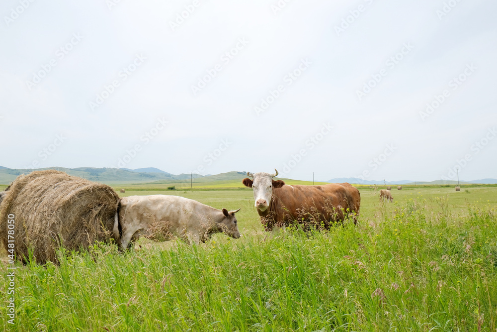 Fototapeta premium Beef cows and calfs grazing on field with hay.