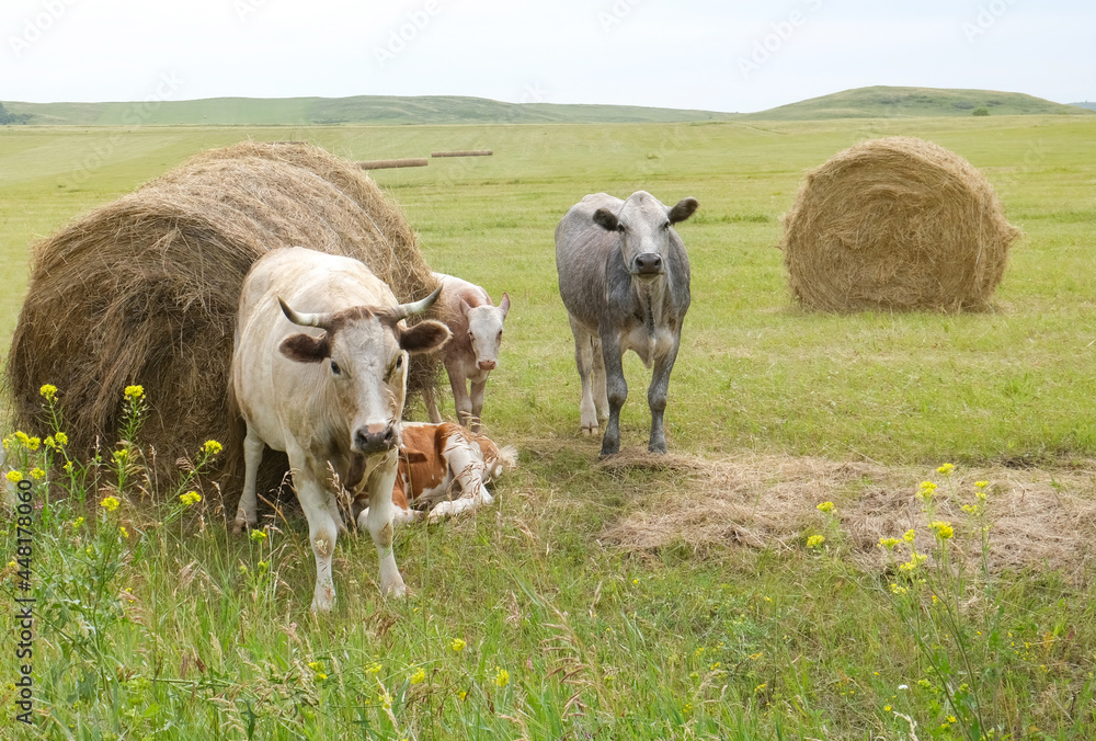 Beef cows and calfs grazing on field with hay. Beef cows and calfs grazing on field with hay.