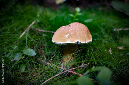 Macro mushroom in the forest grass.