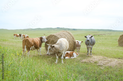 Fototapeta Naklejka Na Ścianę i Meble -  Beef cows and calfs grazing on field with hay.