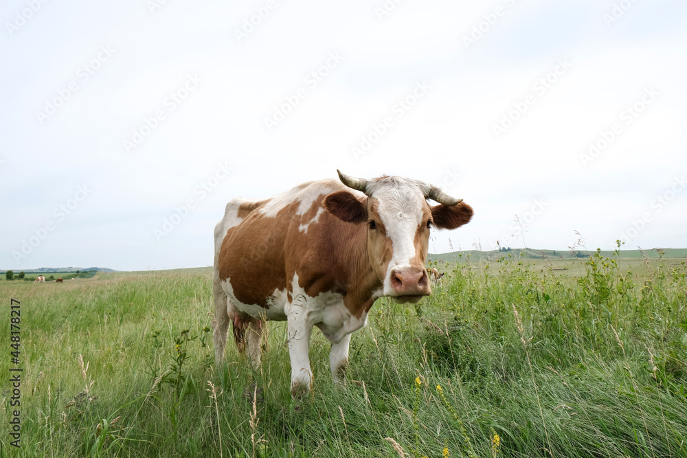Beef cows and calfs grazing on field with hay. Beef cows and calfs grazing on field with hay.